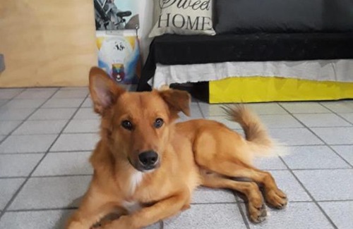 Jardim Camburi Other | Casa do Silvestre