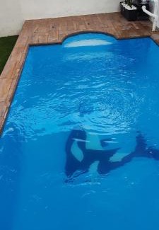 Jojutla House | Casa Guacamayas