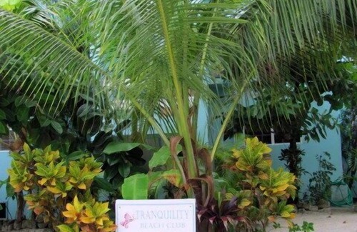 San Pedro Condo | 'Casa Ixchel' 2BR/2BA OCEANFRONT, Gold Std Certified, P00L; Why to stay with us!