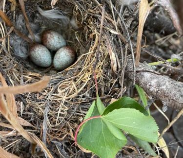 Curacavi House | Casa los Boldos