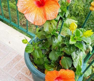 Benincasa House | Casa Nives in Villa Emilia