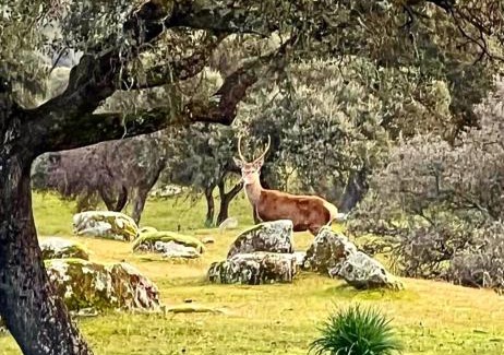 El Altico House | Casa Rural Verde Oliva