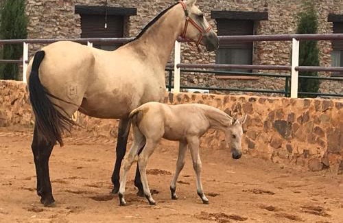 Fernan Caballero House | Casa Rural Yeguada Jimenez Latorre