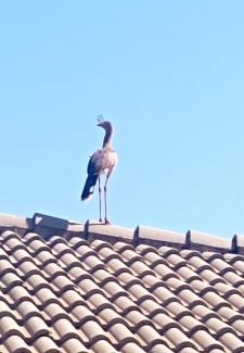 Igaracu Do Tiete House | Casa Vista Alegre