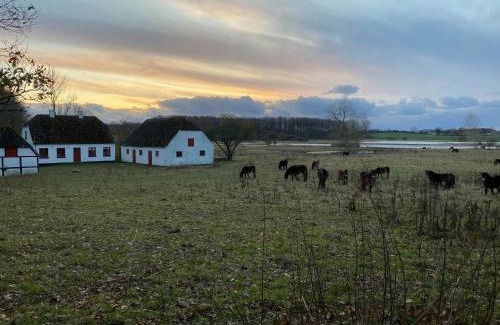 Langeland Municipality House | Cattle And Horses At Lundstedet At Skovsgaard