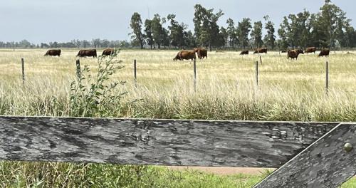 Partido de Saladillo House | Cazón Containers - Módulo Lagarto