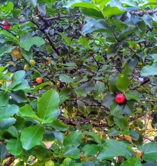 Itacare Cabin | Chalé na Praia da Tiririca