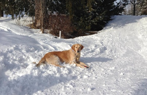 Carezza Ski Chalet | Chalet karezza Facing ski slopes carezza 20 min from BOLZANO altoadige