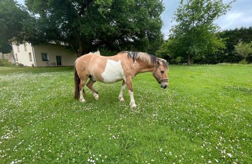 Mauleon-d'Armagnac Bed & Breakfast | Chambre Balneo