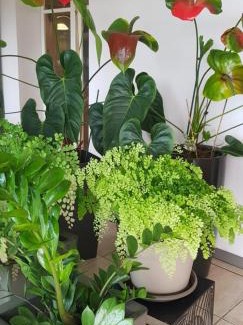 La Plaine-des-Palmistes Bed & Breakfast | Chambre d'hôtes CHEZ BEA - CH FAMILIALE