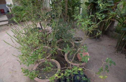 Sout Nikom House | Chansor Homestay 7 By Siem Reap Homesteading