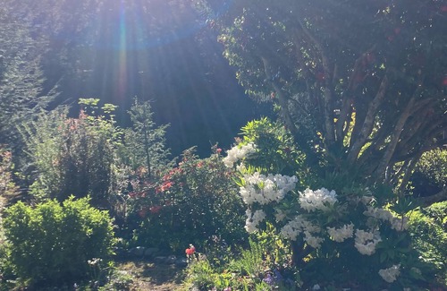 Waldport House | Charming 1-bedroom house surrounded by trees just outside tranquil Waldport