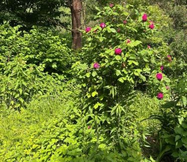 Rohrbach an der Lafnitz Ski Chalet | Charming 18th Century Wooden cottage