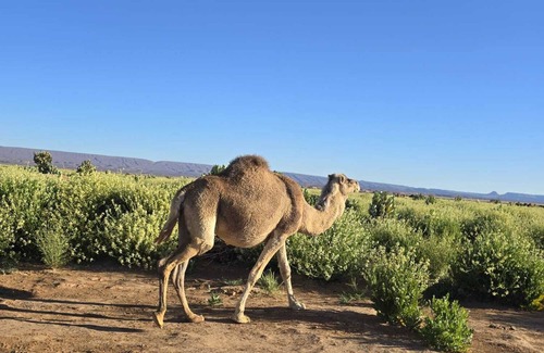 Zagora RV Rental | Charming Berber camp in Mhamid Desert