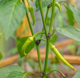 Enfield House | Charming Private Guest House