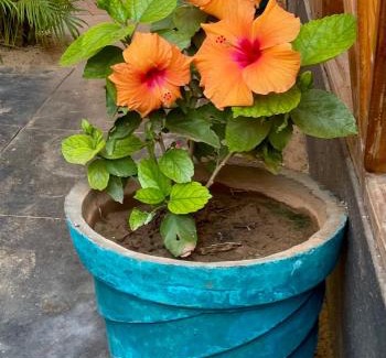 Palolem Cabin | Chill Out Jasmine Restaurant Bar Rooms