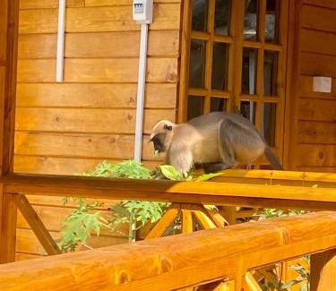 Palolem Cabin | Chill Out Jasmine Restaurant Bar Rooms