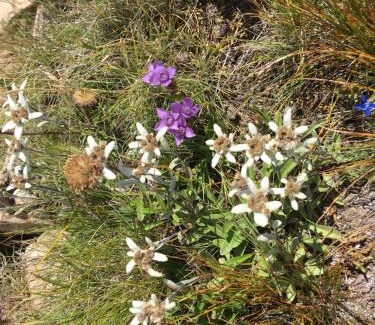 Andiast House | Christall