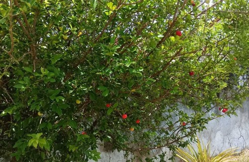 Rio das Ostras House | Contact with nature in the House/Yard, in the midst of urban practicality.