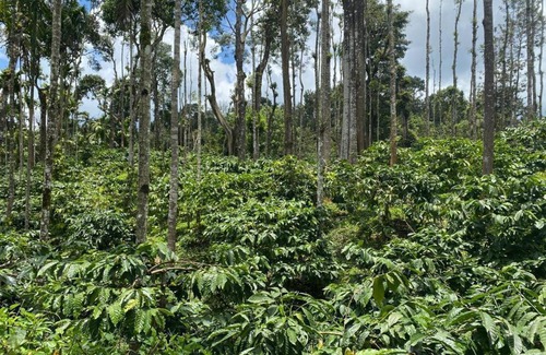 Stuart Hill House | Coorg Cu’s homestay