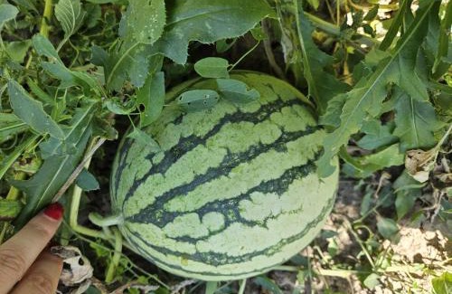 Livezile House | Cozy, country house