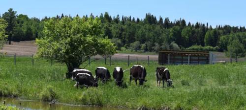 Powassan Other | Cozy Yurt on a Heritage Farm with Trails, Pond, and Sauna