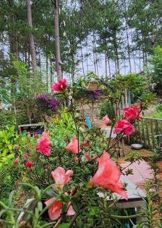 Da Lat Ski Chalet | Cub Homestay - Nhà Bên Rừng