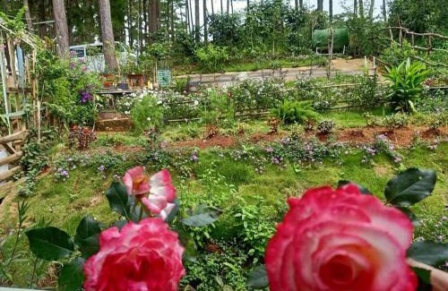 Da Lat Ski Chalet | Cub Homestay - Nhà Bên Rừng