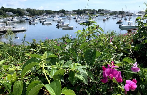 Harwich Port Cottage | Cute Cottage Near Harwich Port Center (2235)
