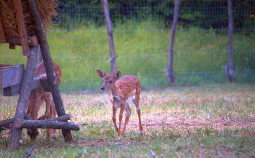 Ujudvar Apartment | Dámszarvas Vendégház