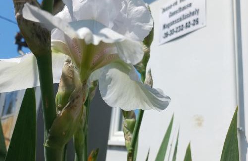 Sarud House | Dézsa-vü Vendégház