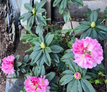 Khattalwada Cabin | Daffodils Home Stay