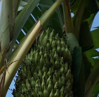 Jinghong Hotel | Dai House in Xishuangbanna Village