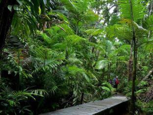 Diwan Cabin | Daintree Siesta