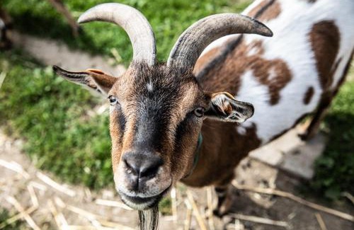 Everbeek House | De Kleppe