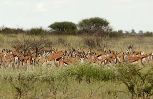 Central Kalahari Game Reserve Other | Deception Mobile Camp