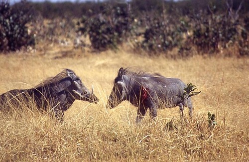 Central Kalahari Game Reserve Other | Deception Mobile Camp