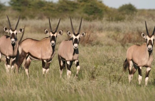Central Kalahari Game Reserve Other | Deception Mobile Camp