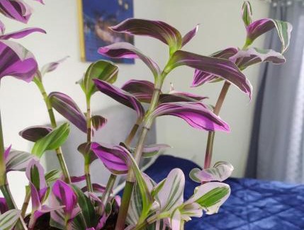 Santo Tome Apartment | Departamento Santo Tome centrico