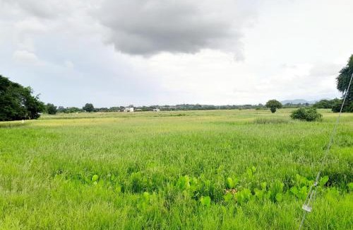 Arau House | Dmana Homestay Arau Perlis Tiny House