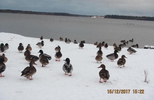 Valday Apartment | Dobriy gost apartment