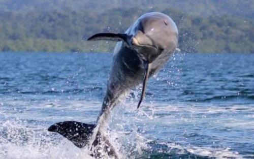 Bocatorito Bed & Breakfast | Dolphin Bay Hideaway