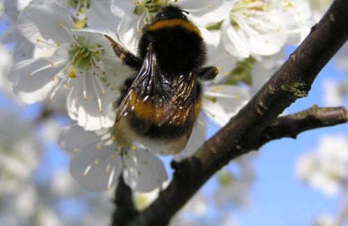 Dzwierzuty Villa | Dom nad jeziorem - Mazury