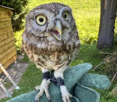 Duszniki Zdroj Bed & Breakfast | Dom Supełek