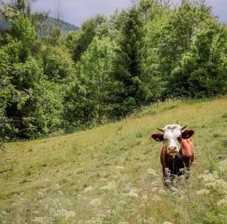 gmina Dobra House | Domek pod Mogielicą