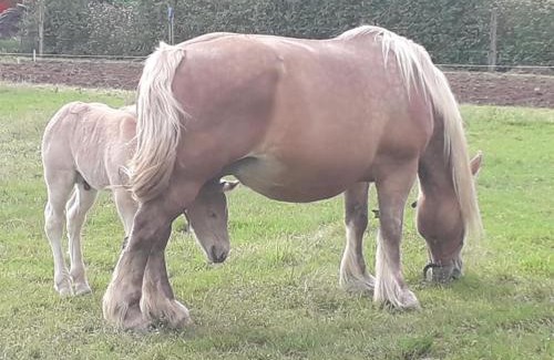 Vaux-les-Saint-Claude Bed & Breakfast | Douce vallee