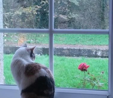 Carhaix-Plouguer Bed & Breakfast | Ecluse de l'Ile