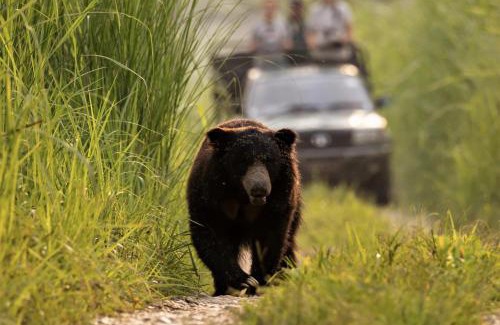 Sauraha Resort | Eden jungle resort