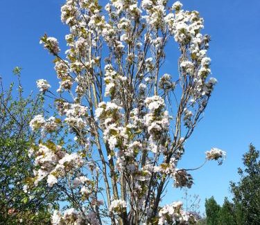 Priesca House | El Oteru I