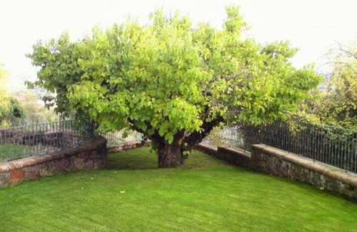El Rasillo de Cameros House | El Patio de la Morera